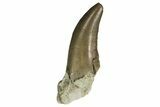 Rare, Serrated, Megalosaurid (Marshosaurus) Tooth - Colorado #173070-2